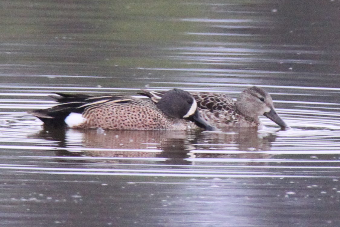 Blue-winged Teal - ML57607321