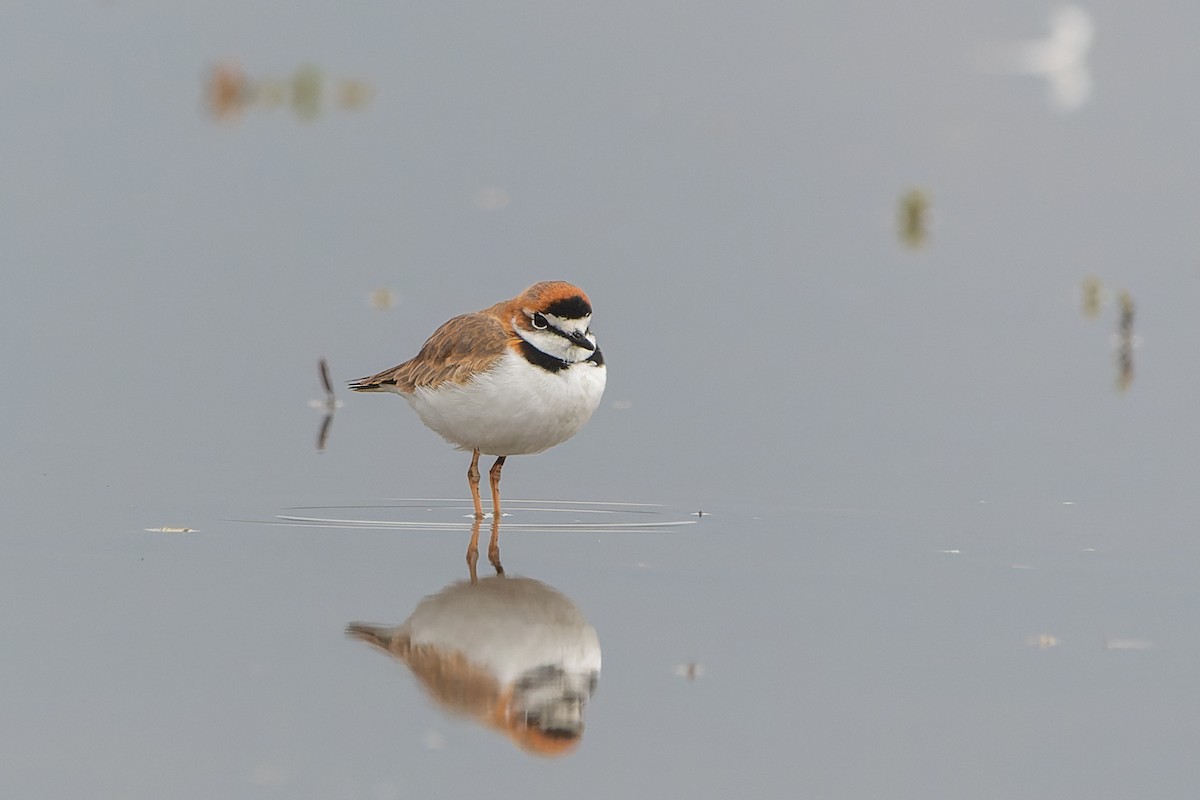 Collared Plover - ML576073251