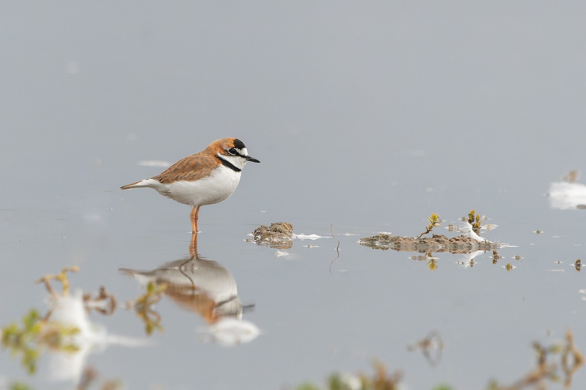 Collared Plover - ML576073281