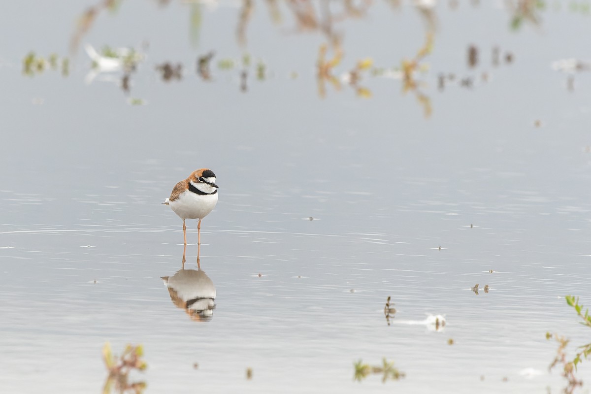 Collared Plover - ML576073311