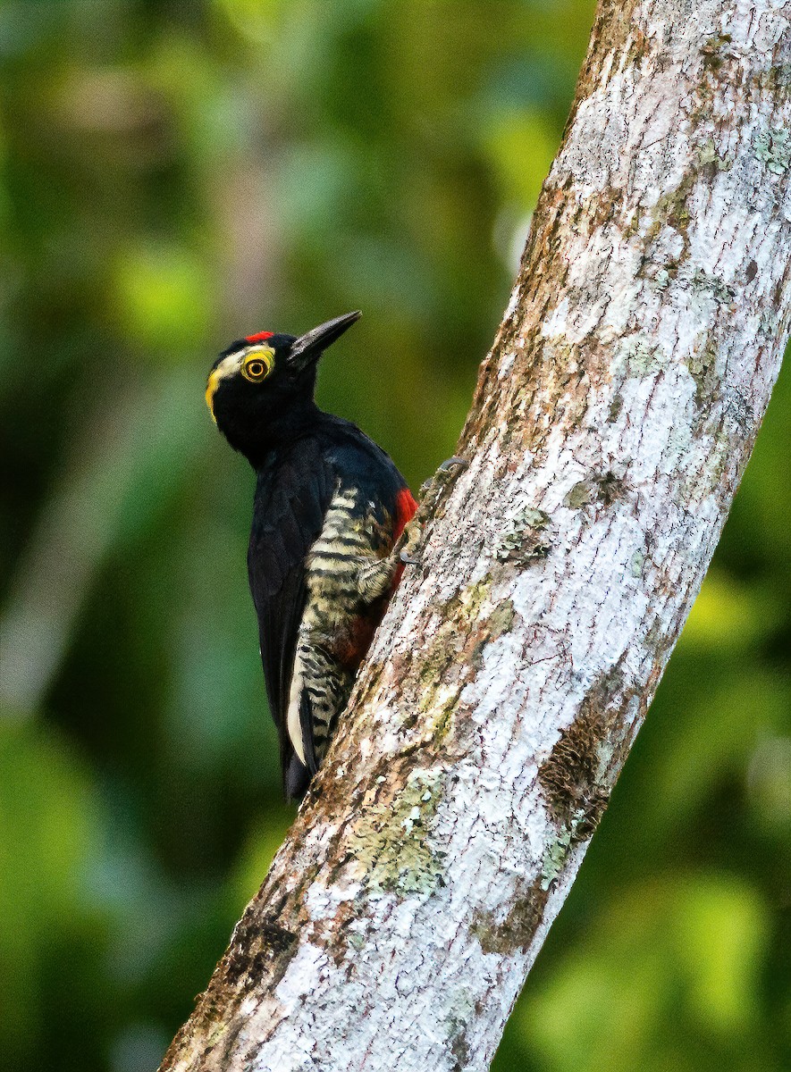 Yellow-tufted Woodpecker - ML576074361