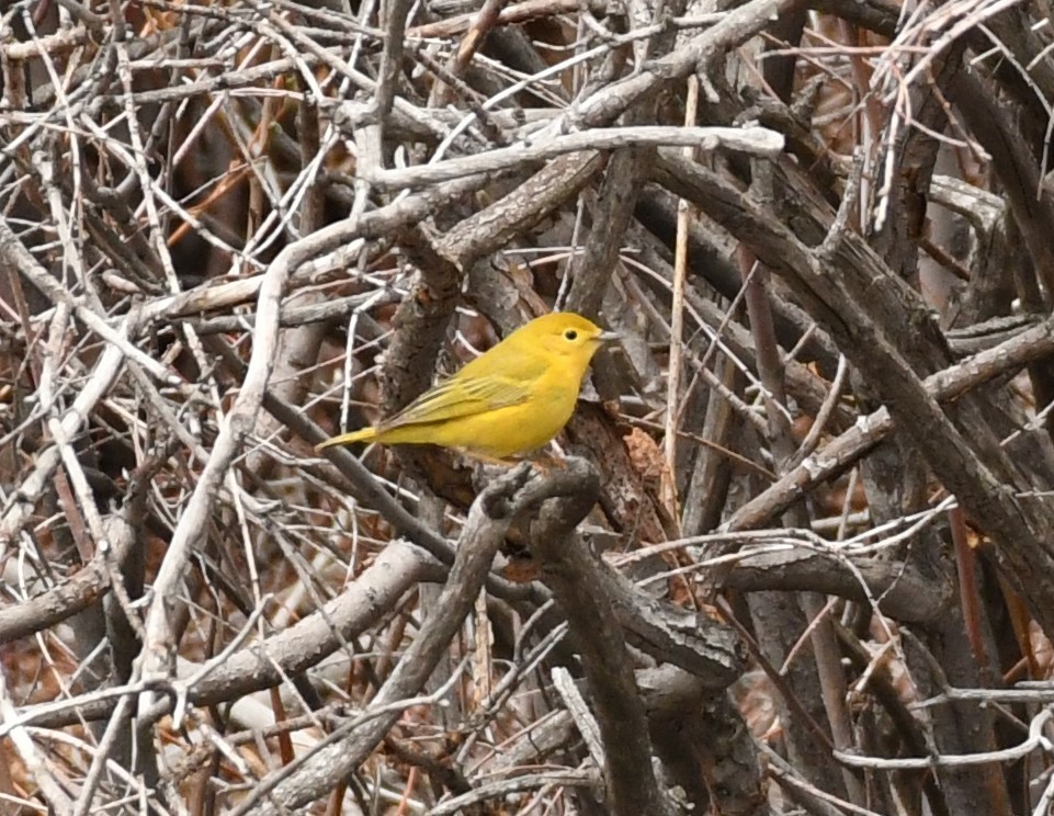 Yellow Warbler - ML576074761