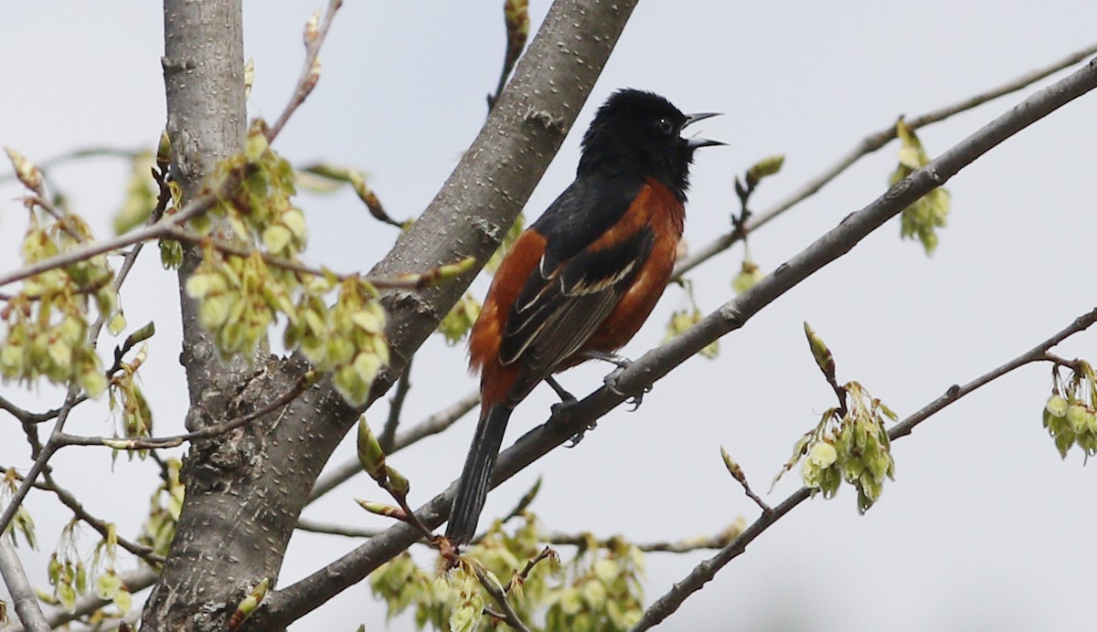 Orchard Oriole - ML57608171