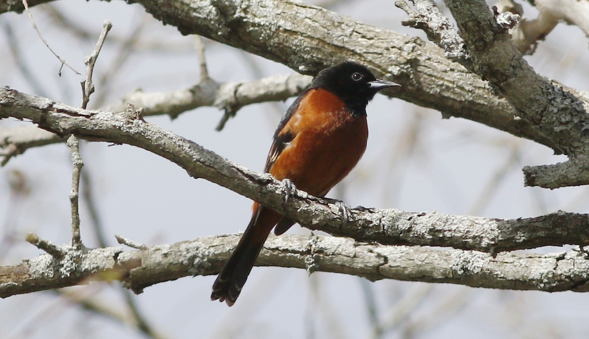 Orchard Oriole - ML57608181