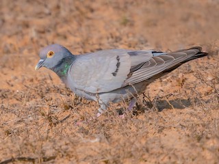  - Yellow-eyed Pigeon