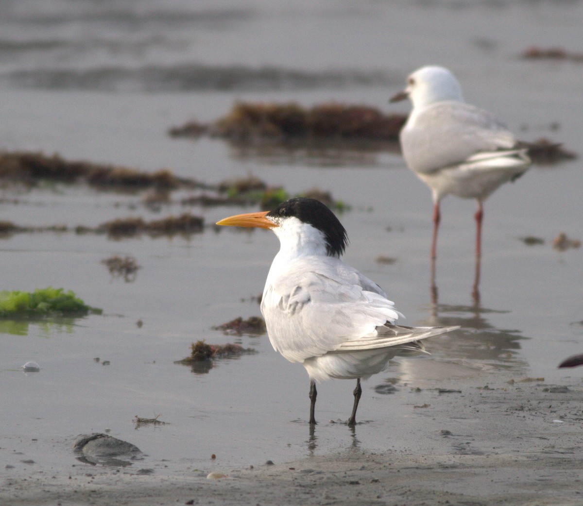 West African Crested Tern - ML57608701