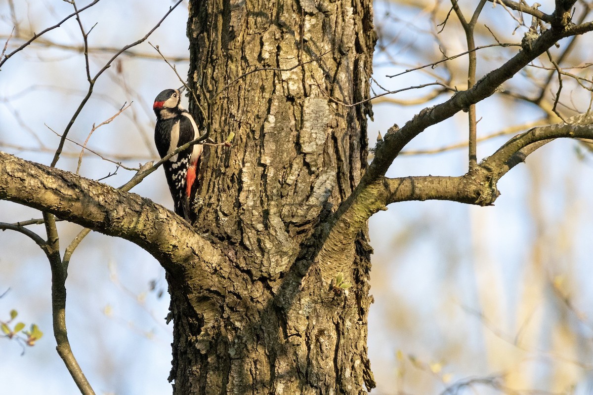 Great Spotted Woodpecker - Oscar Wainwright