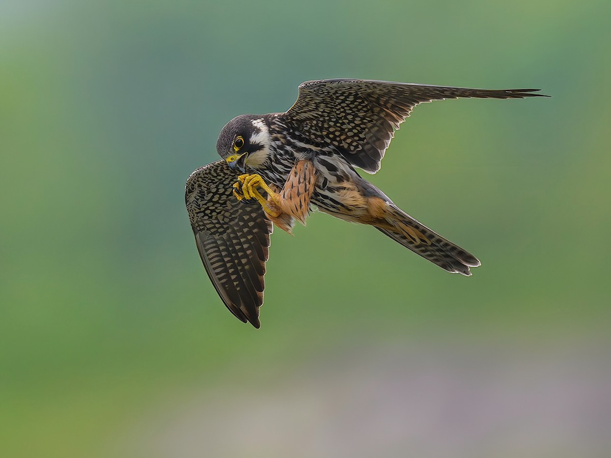 Eurasian Hobby - Falco subbuteo - Birds of the World