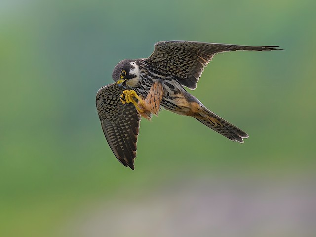  - Eurasian Hobby - 