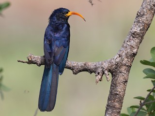  - Abyssinian Scimitarbill