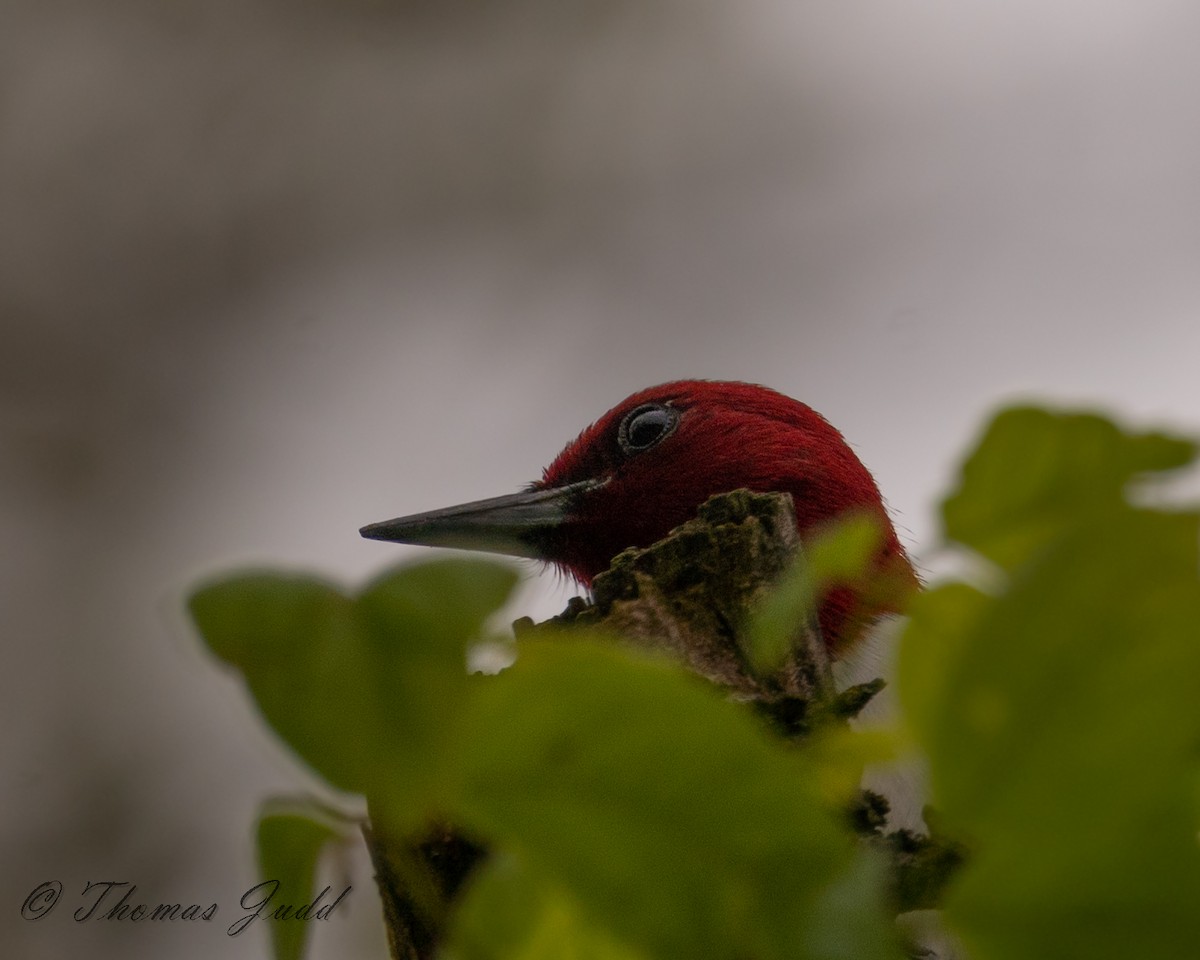 Red-headed Woodpecker - ML576094291