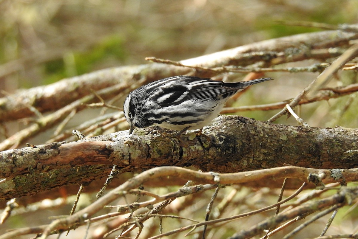 Black-and-white Warbler - ML576097561