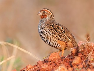  - Jungle Bush-Quail