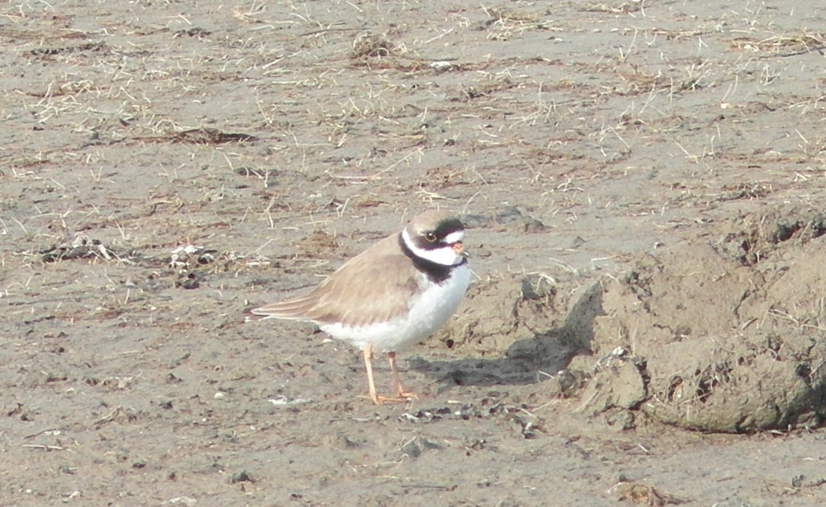 Semipalmated Plover - T A