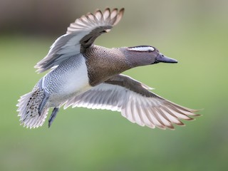  - Garganey