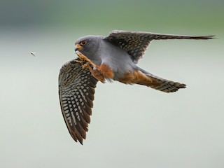  - Red-footed Falcon