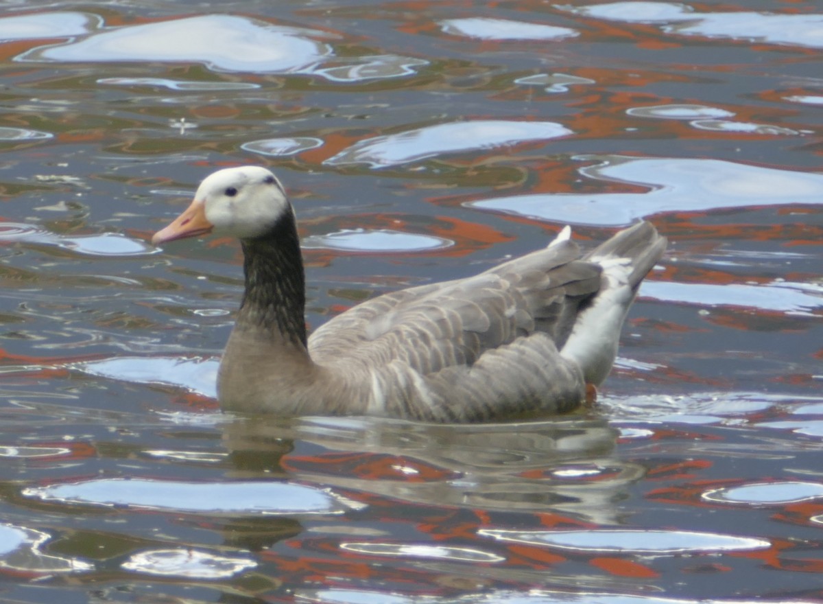 Graylag x Canada Goose (hybrid) - John Foster