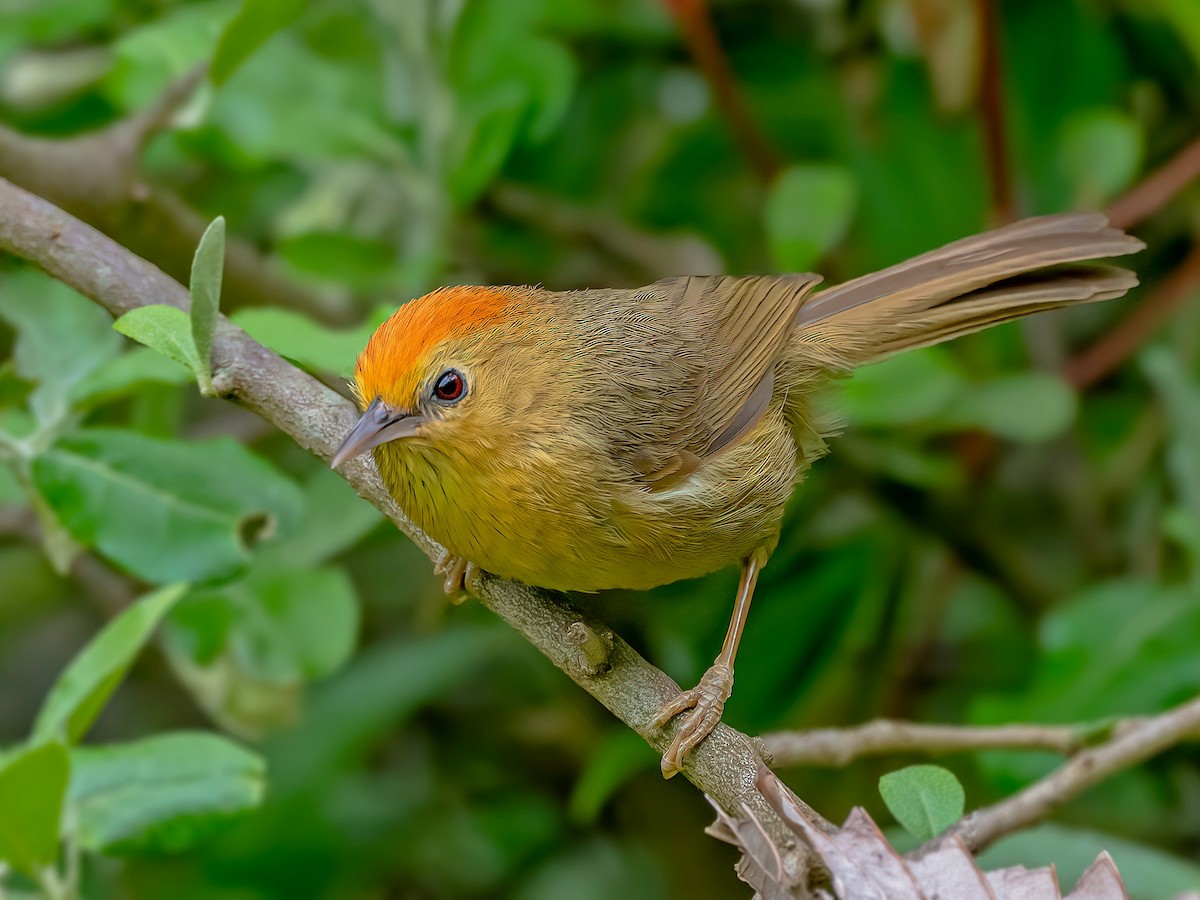 Rufous-capped Babbler - Cyanoderma ruficeps - Birds of the World