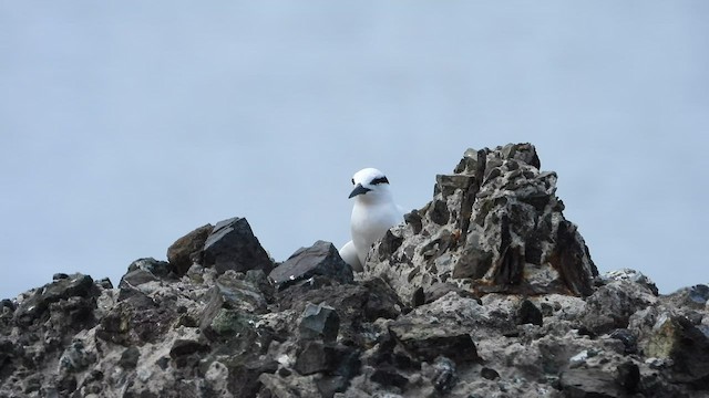 Black-naped Tern - ML576121201