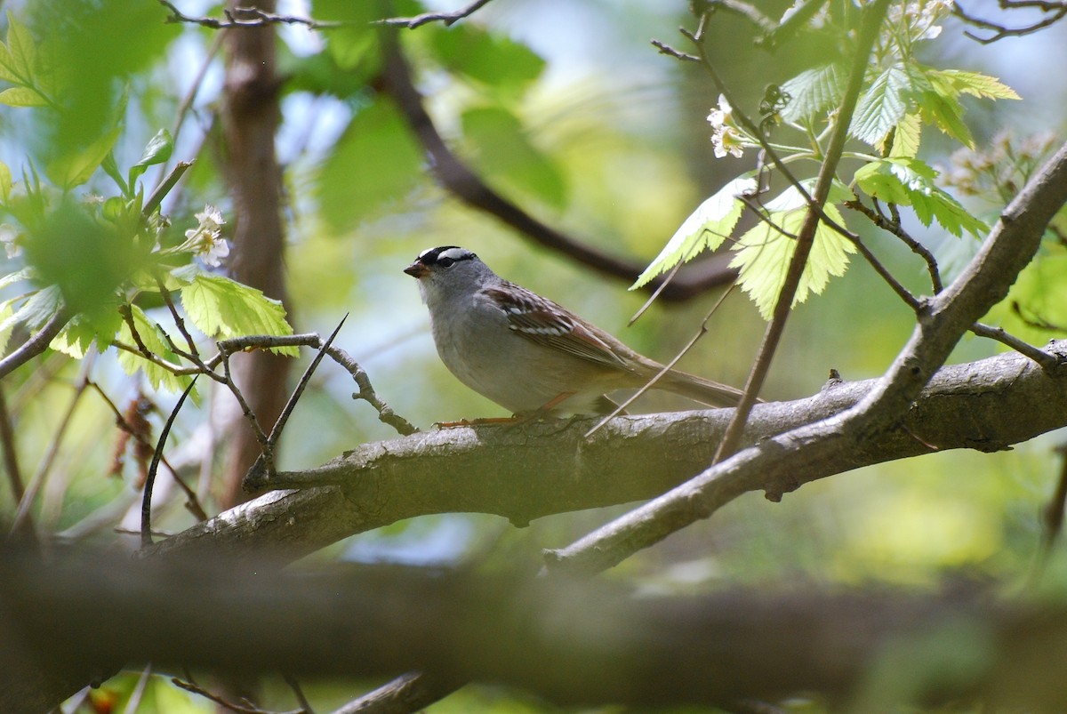 White-crowned Sparrow - ML57612151