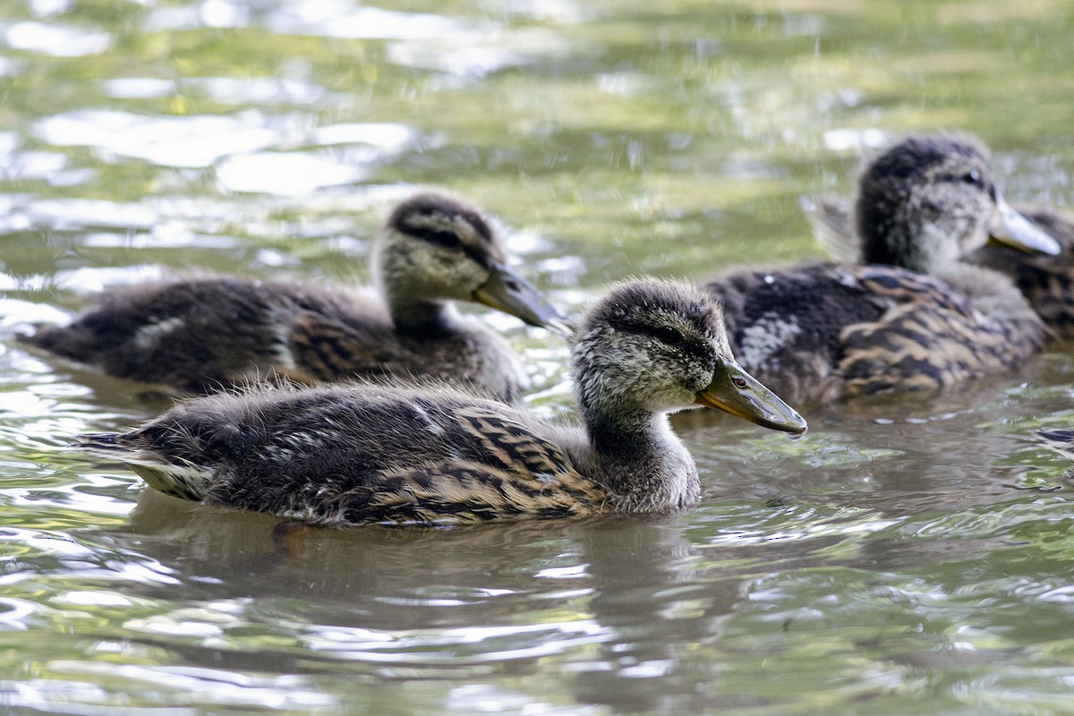 eBird Checklist - 21 Jun 2013 - Theodore Roosevelt Island - 19 species