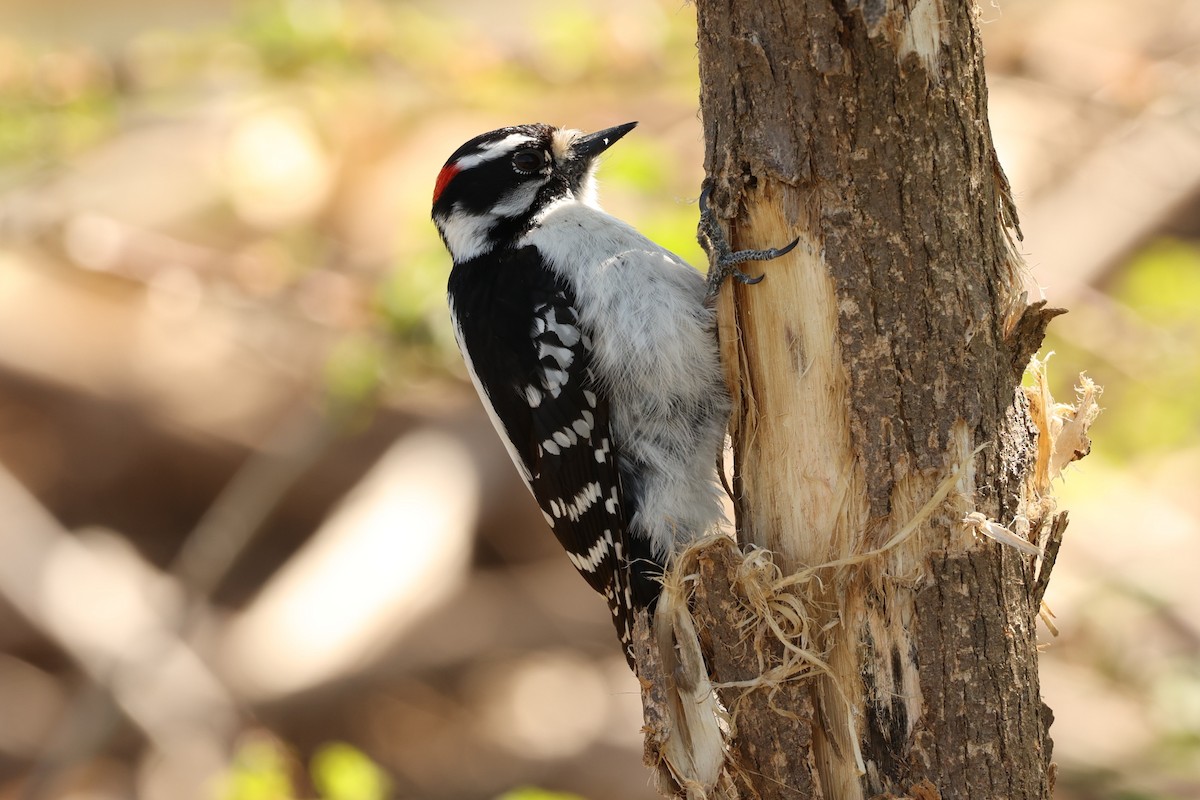 Downy Woodpecker (Eastern) - ML576136021