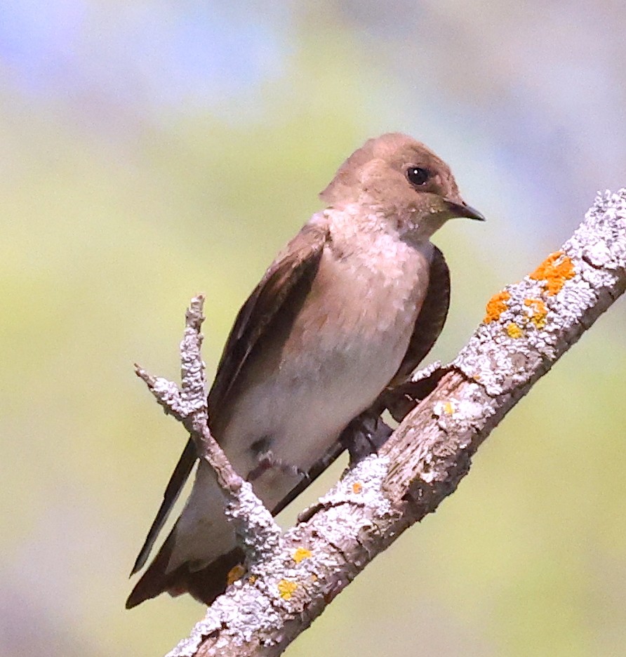 Northern Rough-winged Swallow - ML576136471