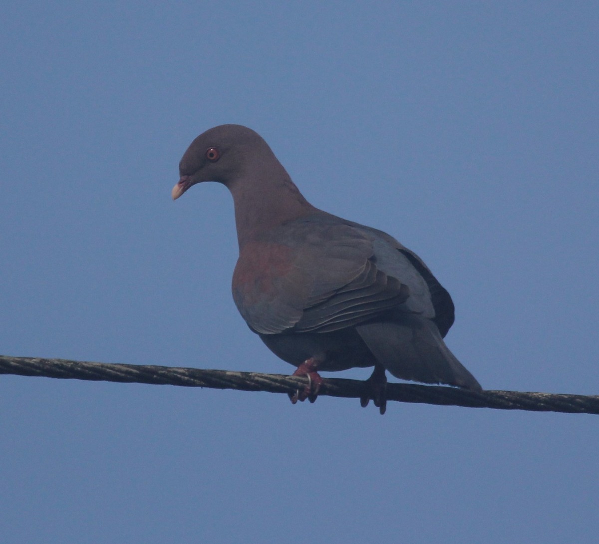 Red-billed Pigeon - ML576139061