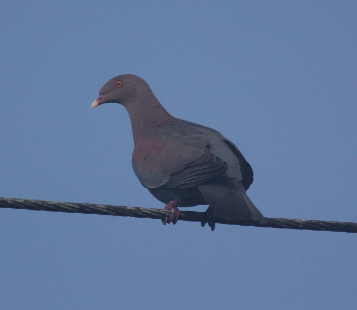 Pigeon à bec rouge - ML576139321