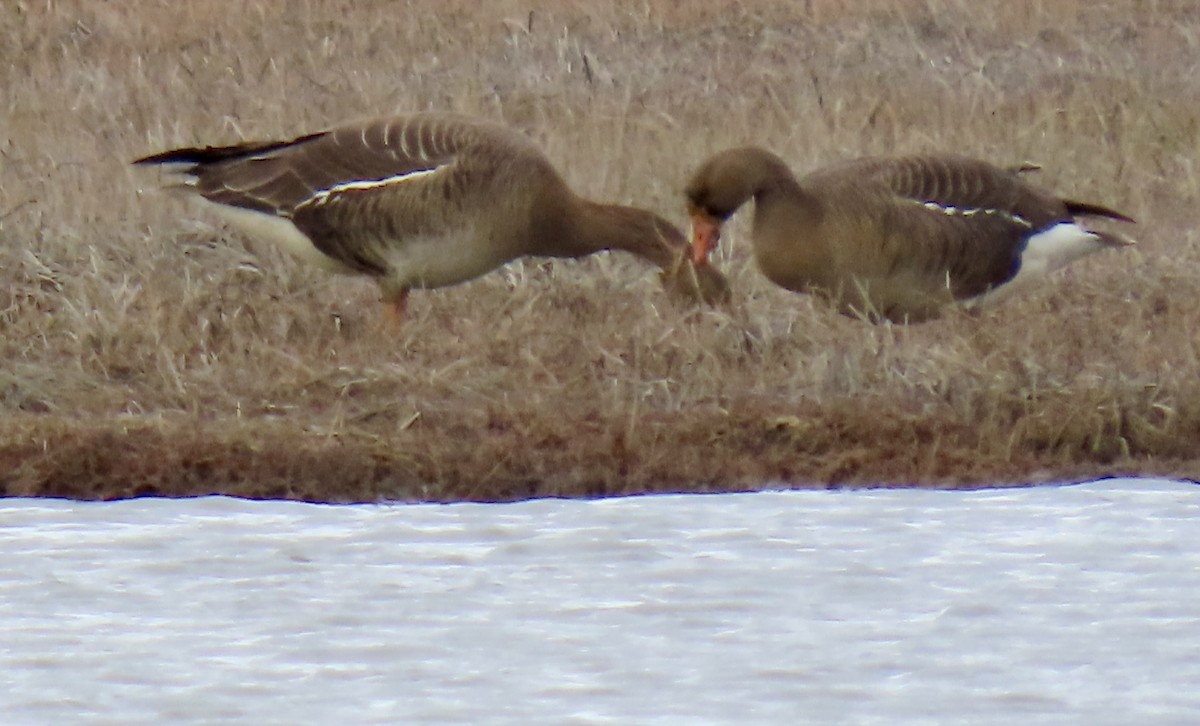Greater White-fronted Goose - ML576145951