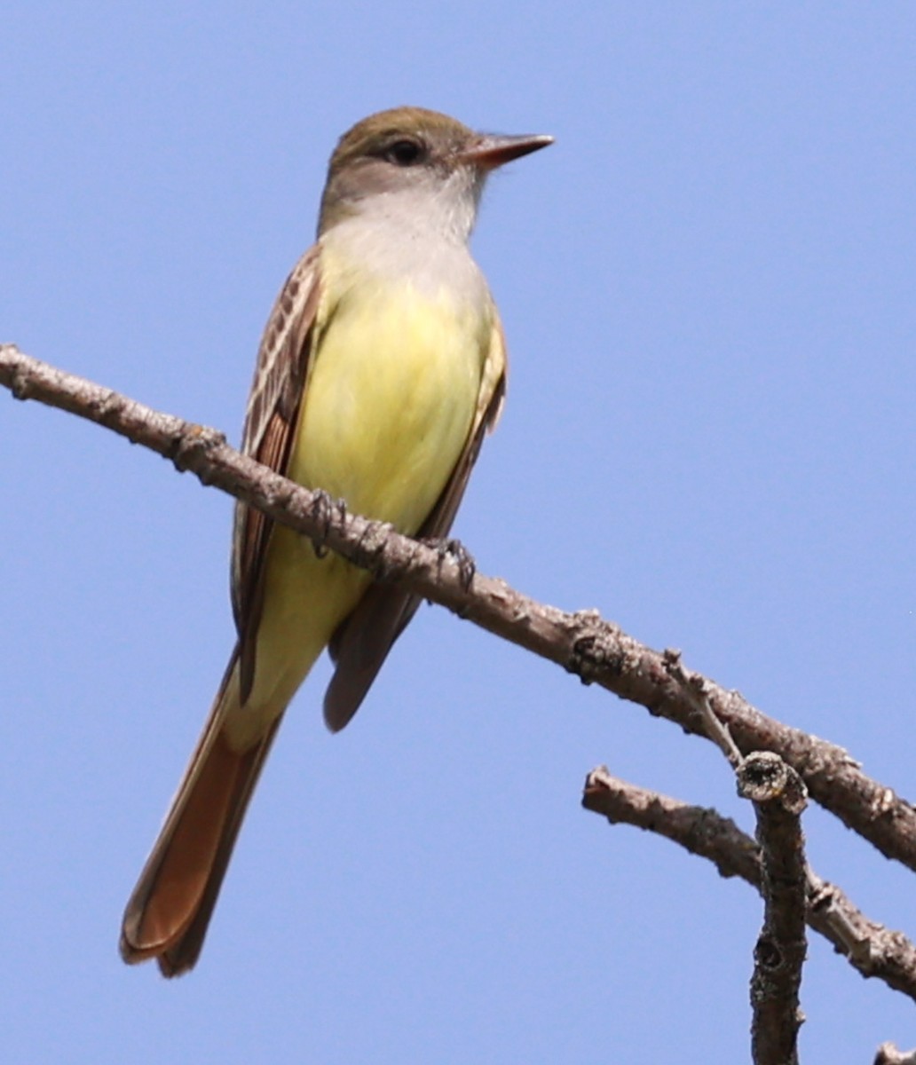 Great Crested Flycatcher - ML576146251