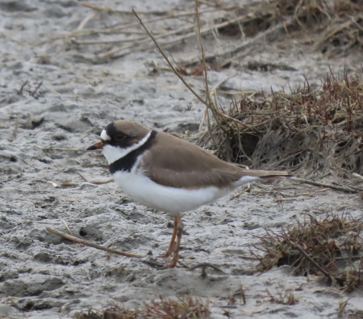 Semipalmated Plover - ML576153261