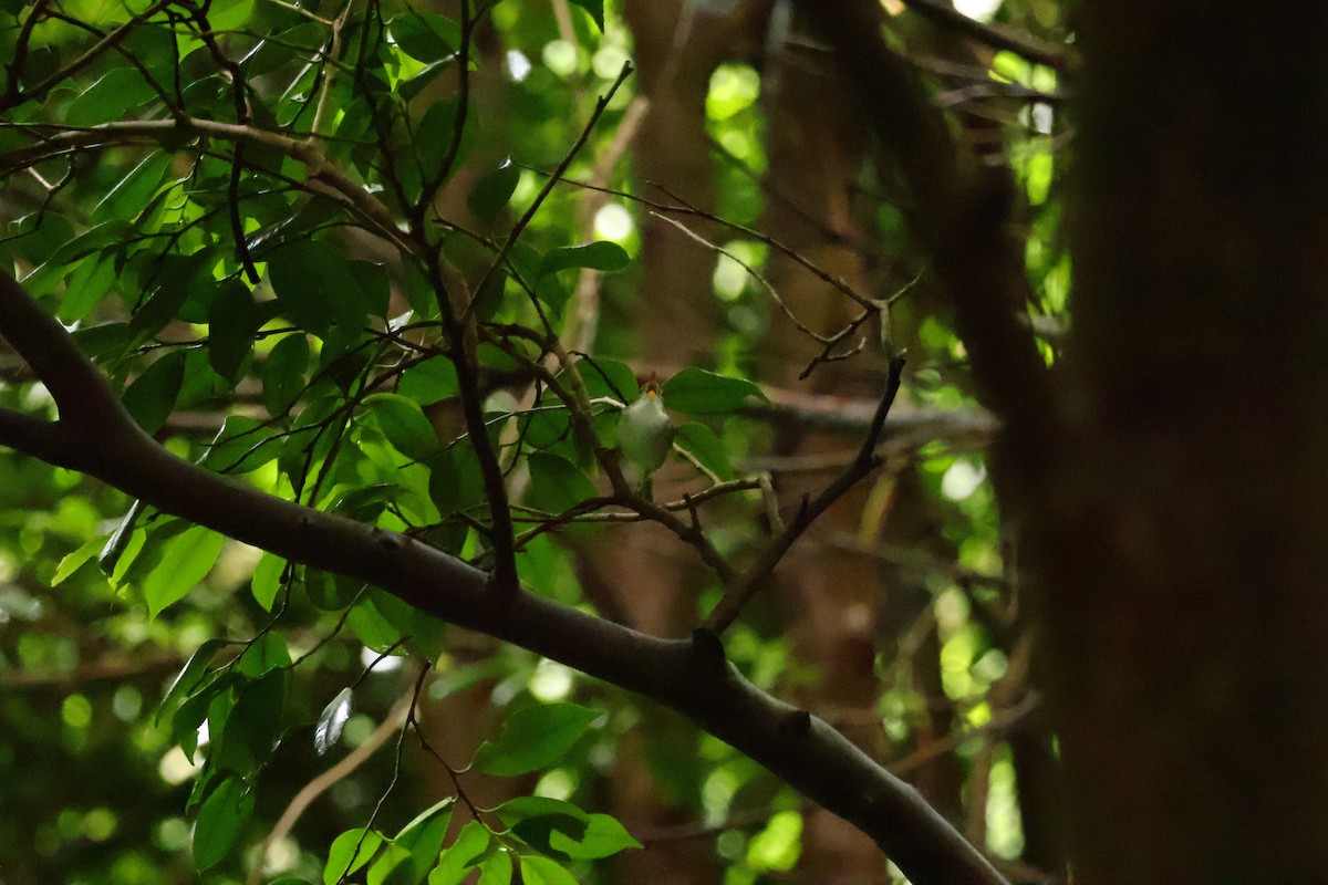 Ijima's Leaf Warbler - ML576153831