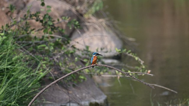 Common Kingfisher - ML576154761