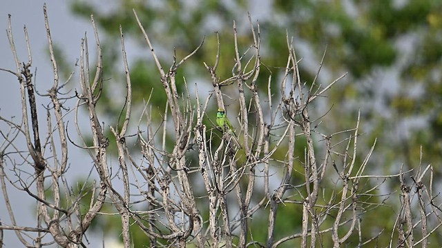Asian Green Bee-eater - ML576154951