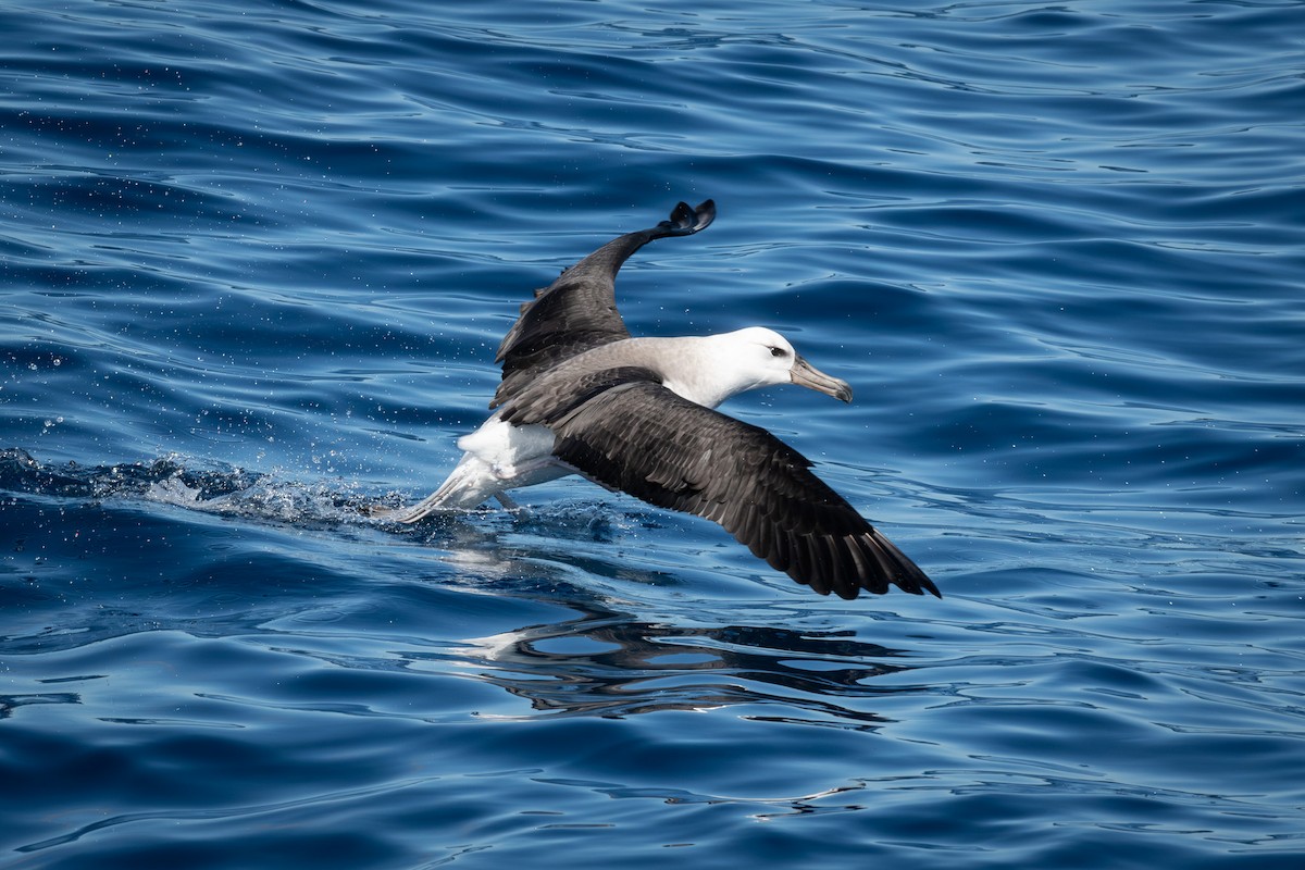 Black-browed Albatross - ML576155631