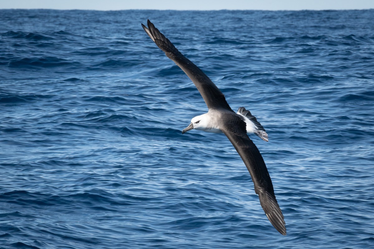 Black-browed Albatross - ML576155651