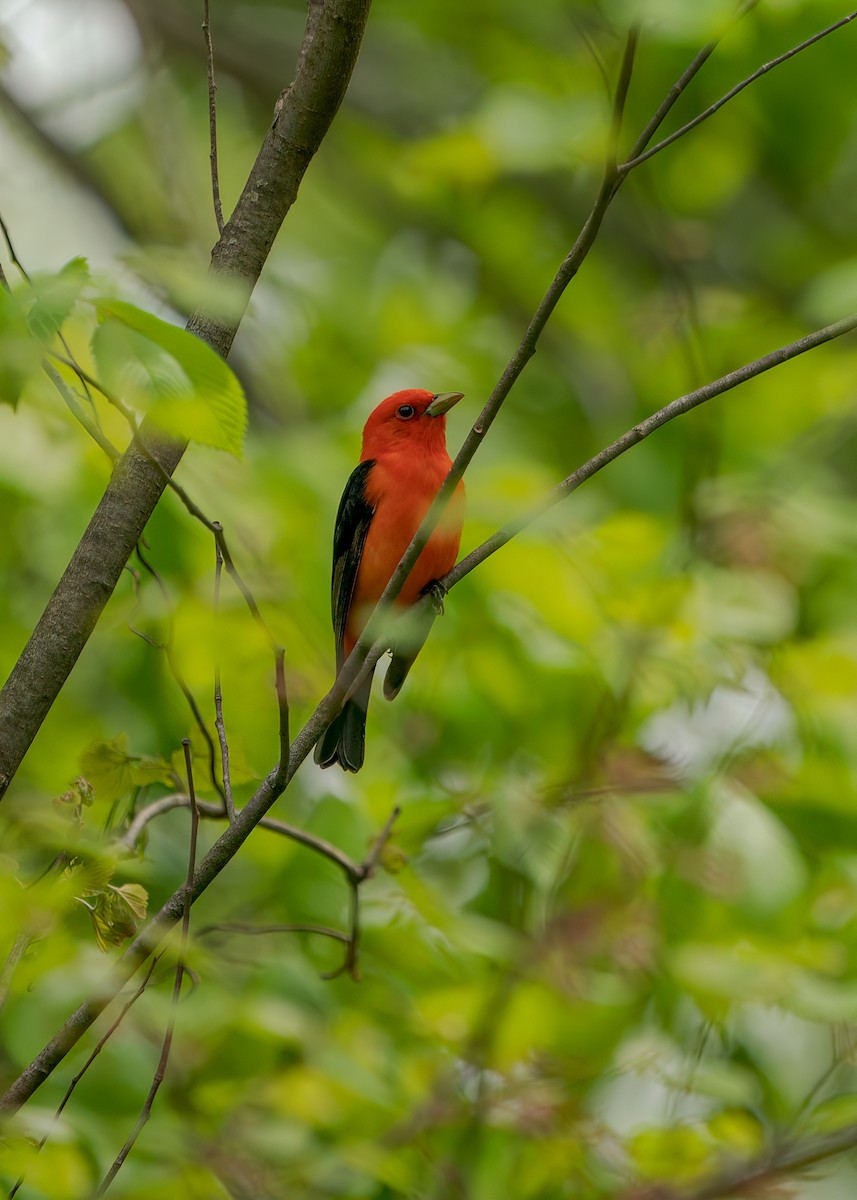 Scarlet Tanager - ML576155961