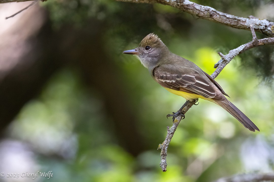 Great Crested Flycatcher - ML576157811