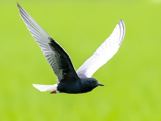  - White-winged Tern
