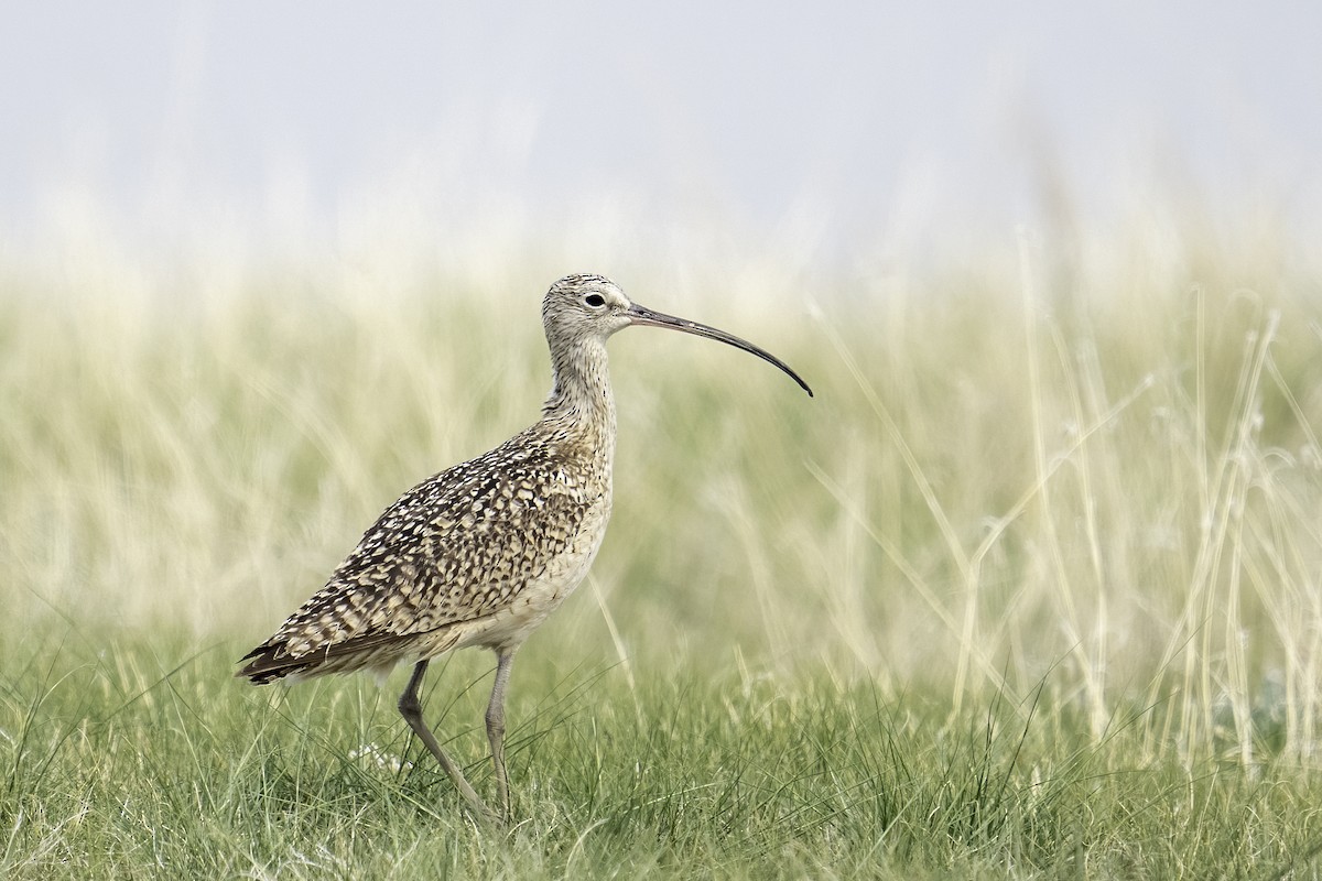 Long-billed Curlew - ML576159261