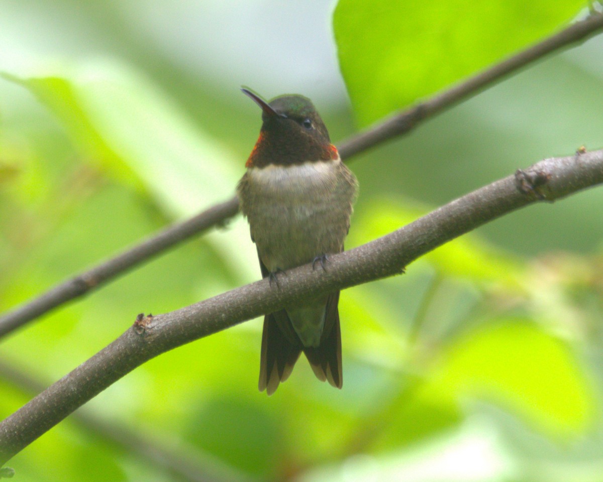 Ruby-throated Hummingbird - ML576165441