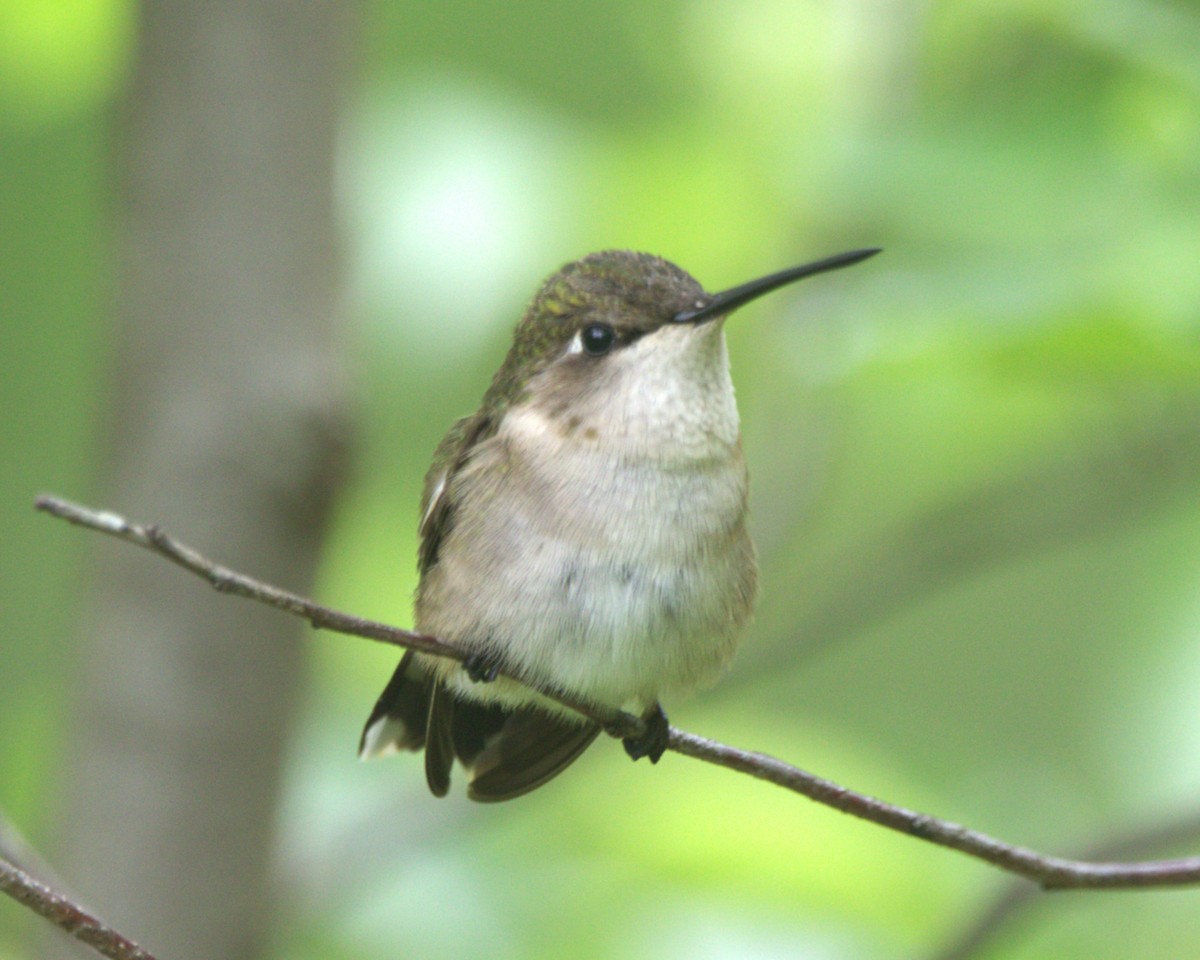 Ruby-throated Hummingbird - ML576165451