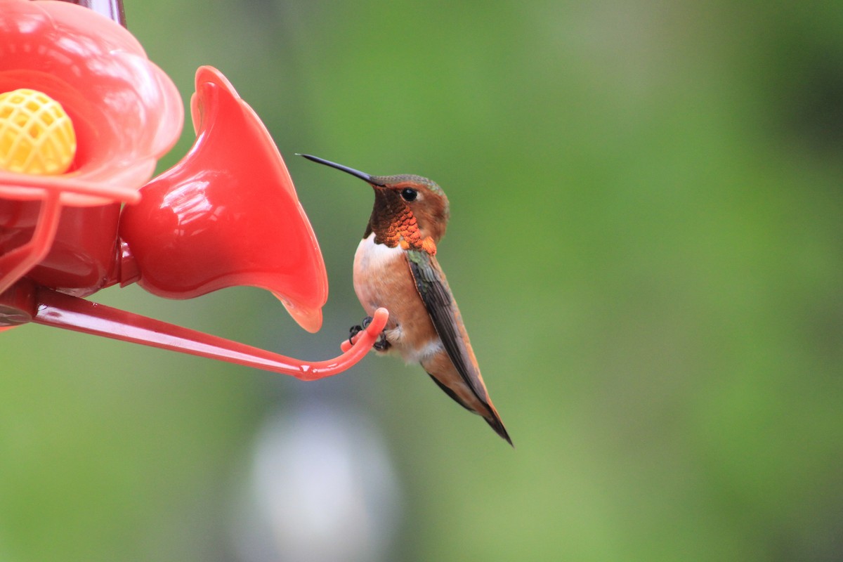 Rufous Hummingbird - ML576165881