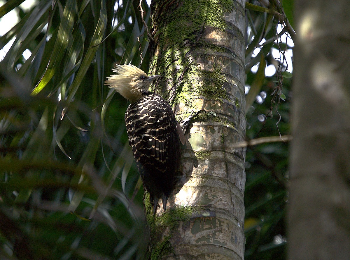 Blond-crested Woodpecker - ML576171021