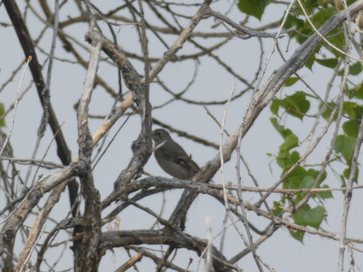 Townsend's Solitaire - ML576173931