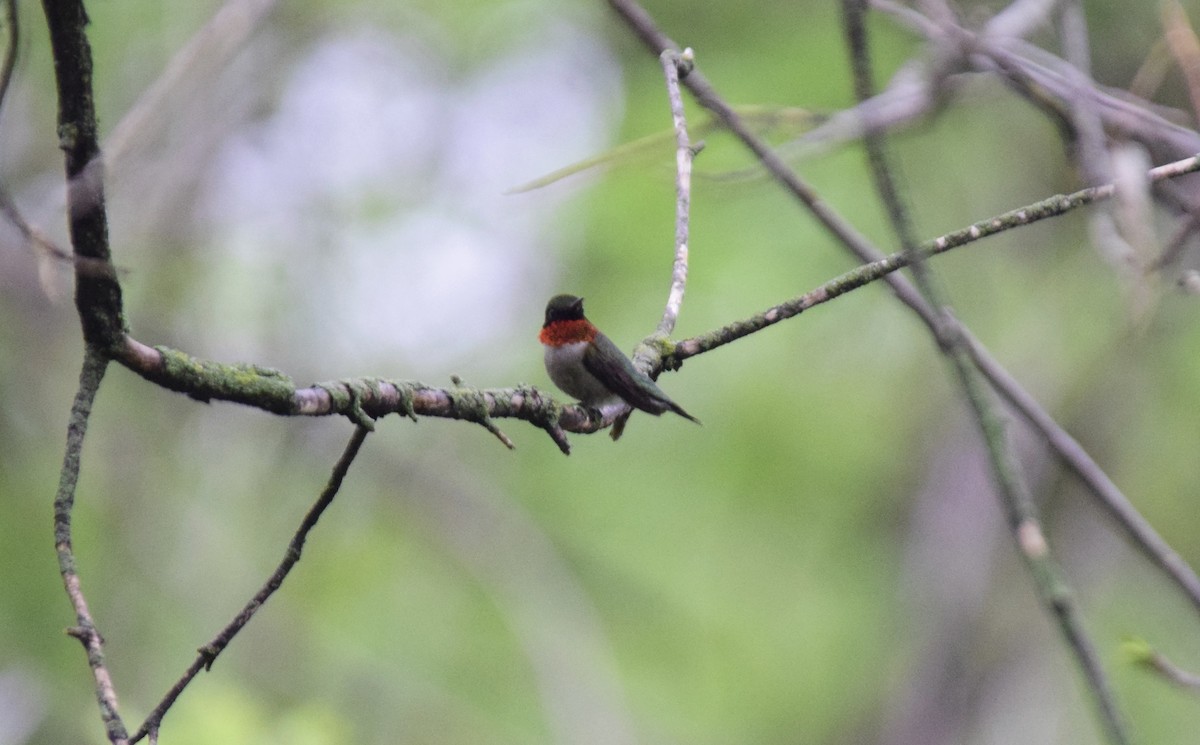 Ruby-throated Hummingbird - ML576174061