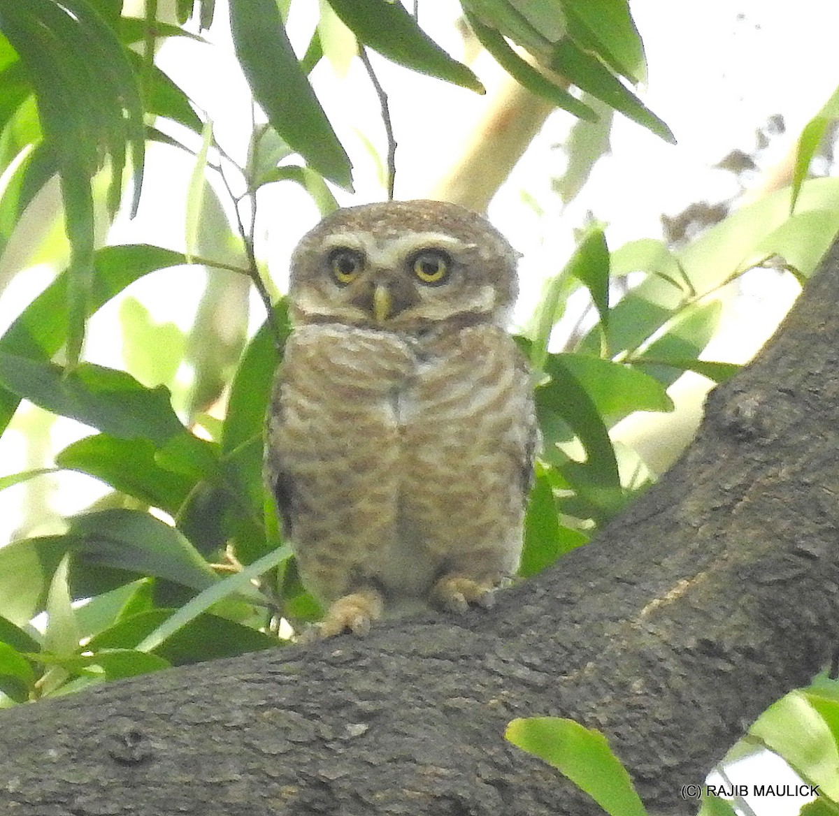 Spotted Owlet - Rajib Maulick