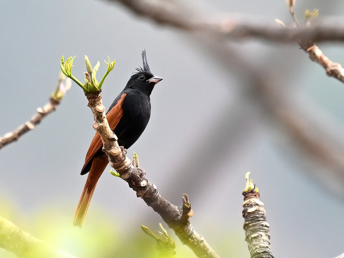 Crested Bunting - peng su