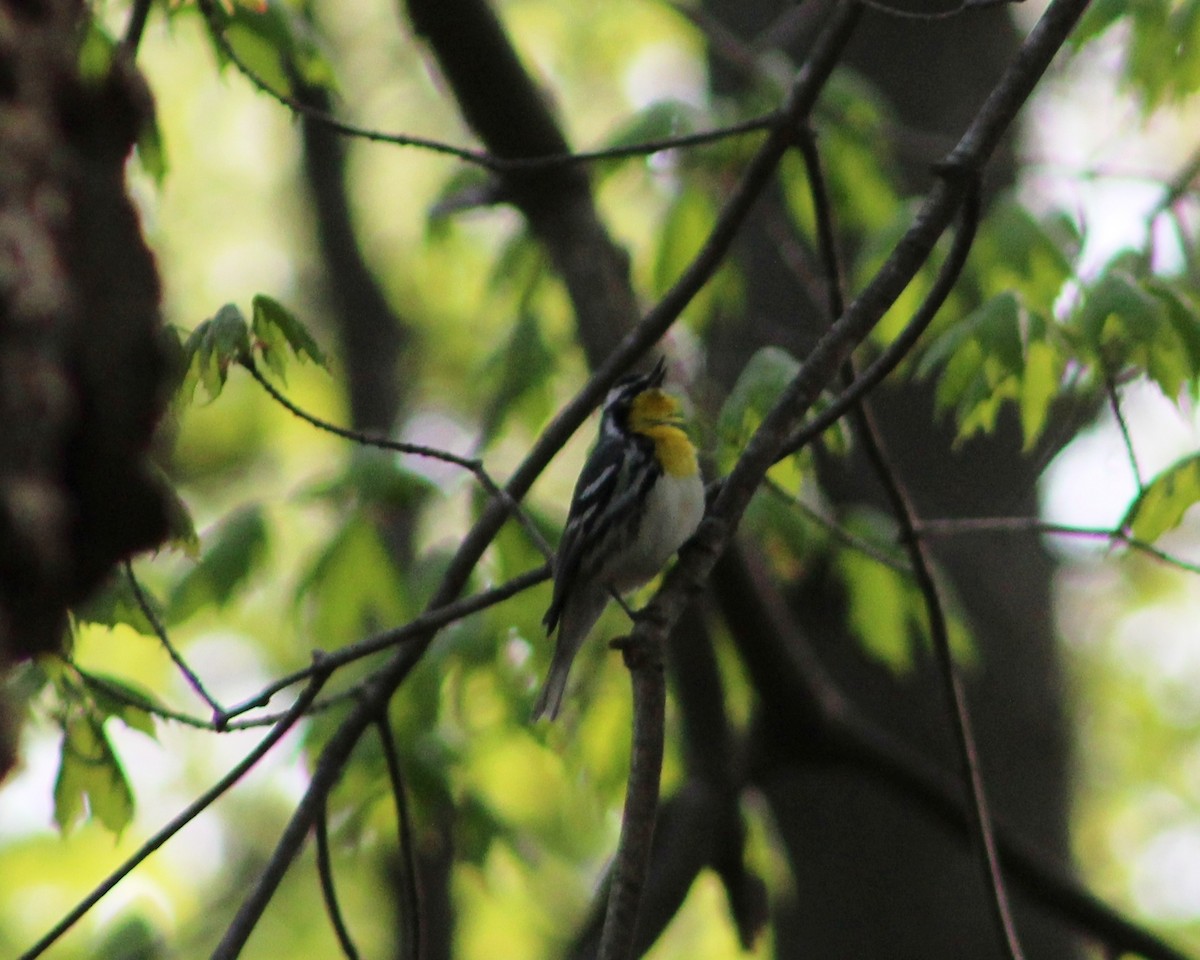 Yellow-throated Warbler - ML57617771